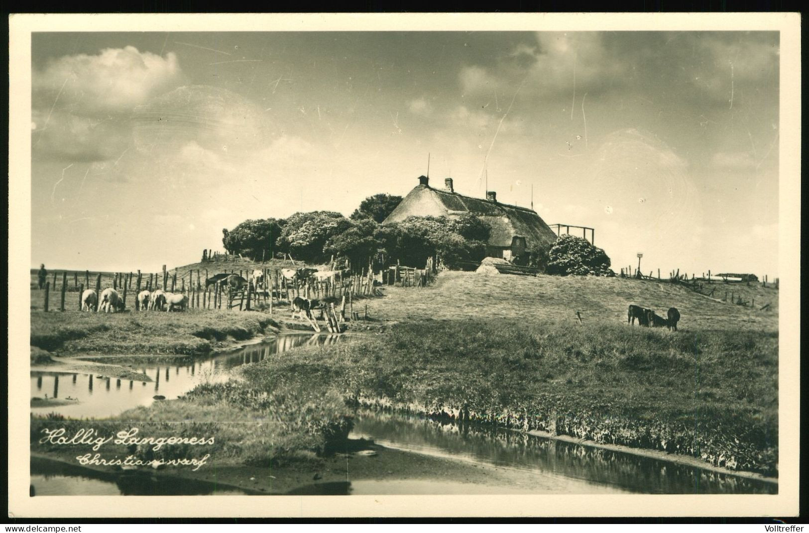 Orig. Foto AK Hallig Langeness, Christianswarf - Halligen