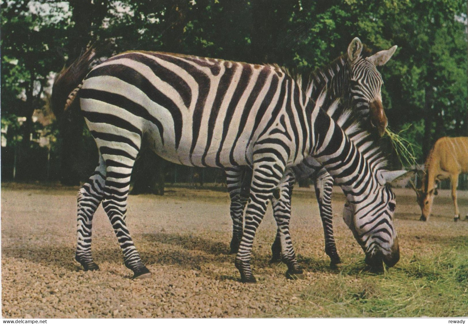 Zebra - Zebres - Zebras - Grants Zebra - Eunus Guagga Granti - Zebras