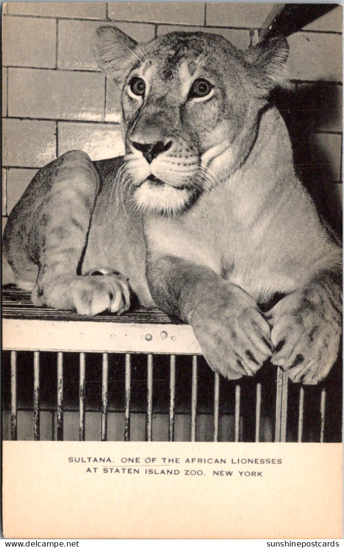 New York City Sultana African Lioness At Staten Island Zoo - Staten Island