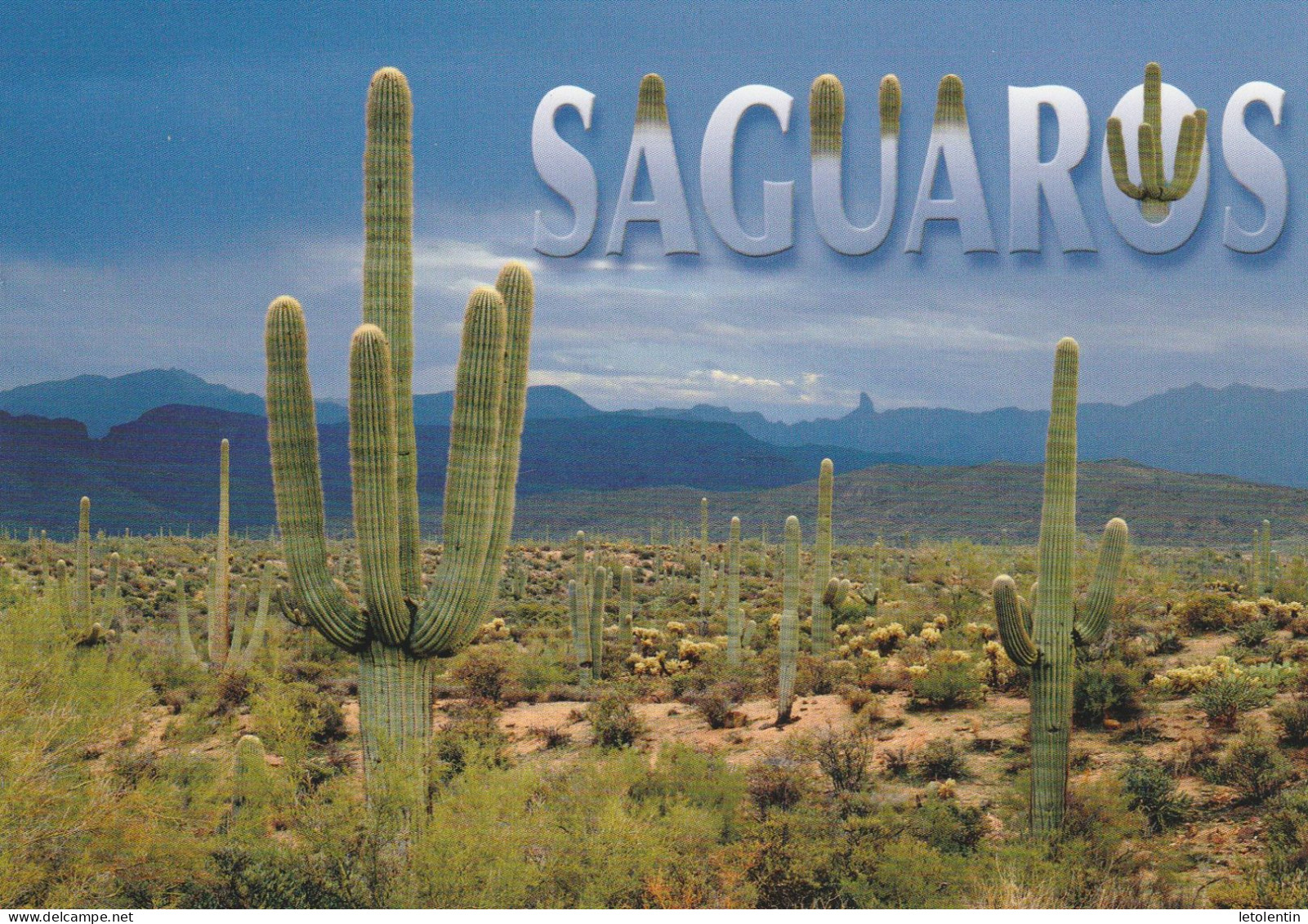 CPM - SAGUAROS CACTUS - Cactussen