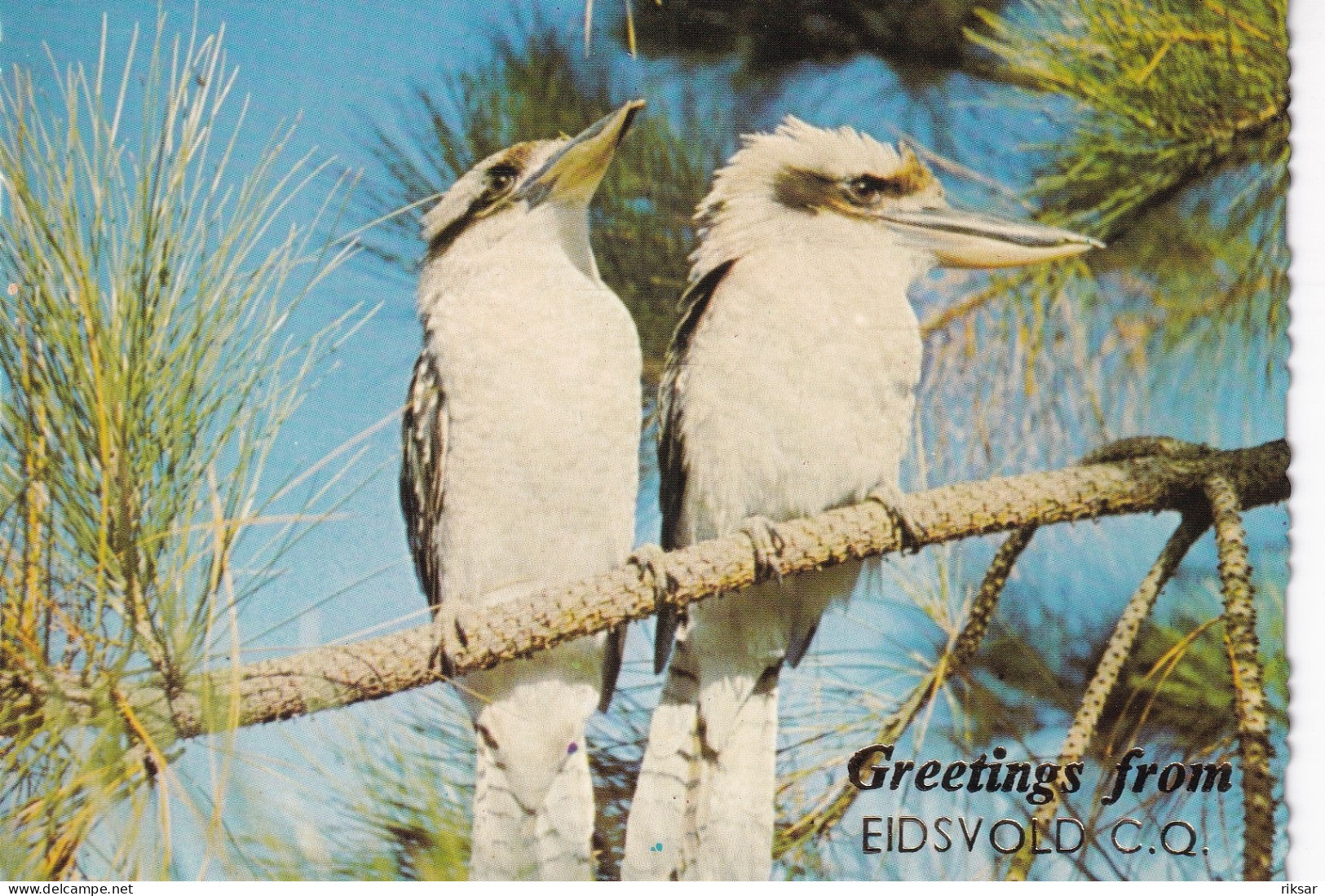 AUSTRALIE(EIDSVOLD) OISEAU - Andere & Zonder Classificatie