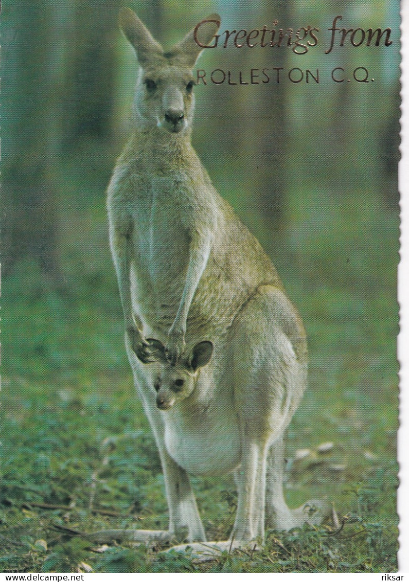 AUSTRALIE(ROLLESTON) KANGOUROU - Sonstige & Ohne Zuordnung