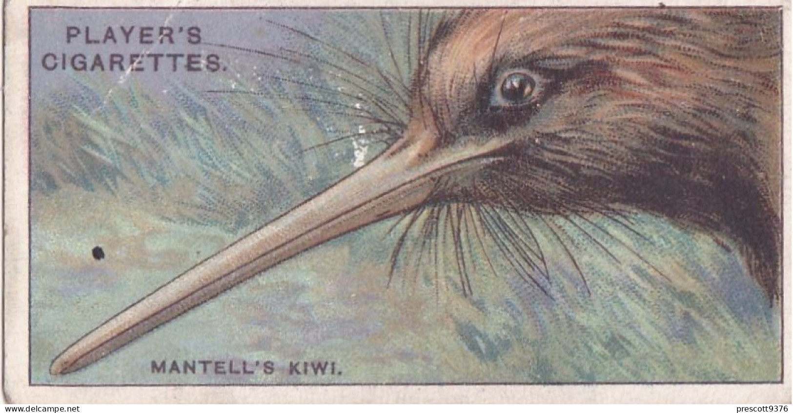 Curious Beaks 1929 - Players Cigarette Cards -  30 Mantell's Kiwi - Player's