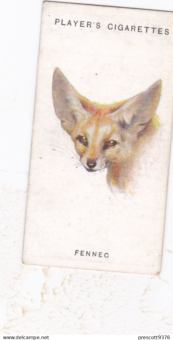 Wild Animals Head 1930 - Players Cigarette Cards -  22 The Fennec - Player's