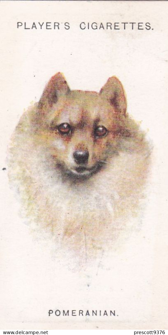 Dogs (Heads) By Wardle 1925 - Players Cigarette Cards - 22 Pomeranian - Player's