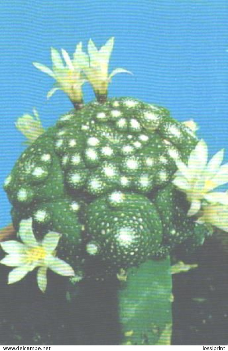 Pocket Calendar, Cactus With Blossoms, 1990 - Small : 1981-90