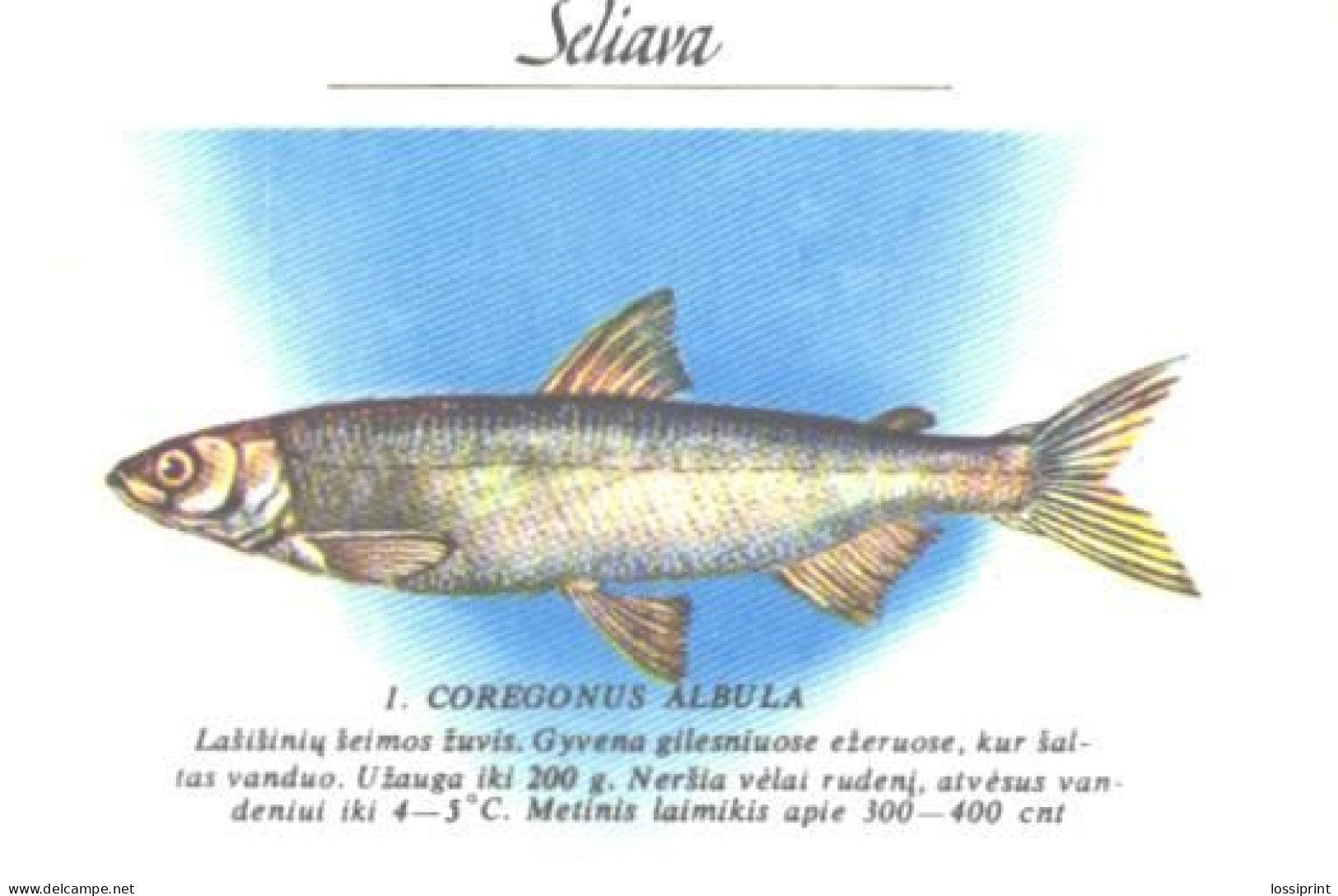 Pocket Calendar, Fish, Coregonus Albula, 1989 - Small : 1981-90