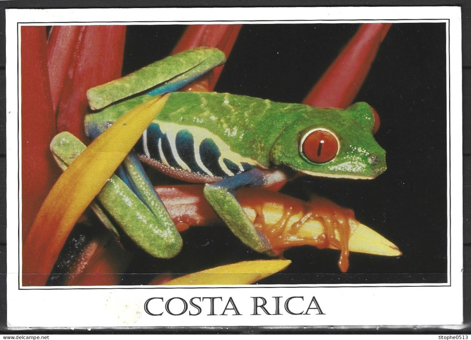 COSTA RICA. Carte Postale écrite En 2016. Grenouille. - Costa Rica