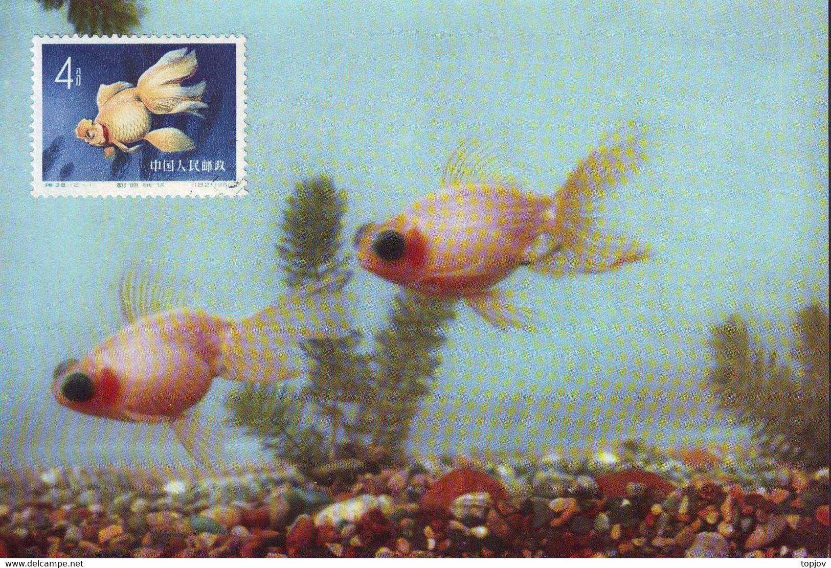 CHINA - KINA -  GOLD  FISH  On  POSTCARDS - Complet Set 12 V -  ORGINAL  CARD - Cto  MC - 1960 - PERFECT - RARE - Brieven En Documenten