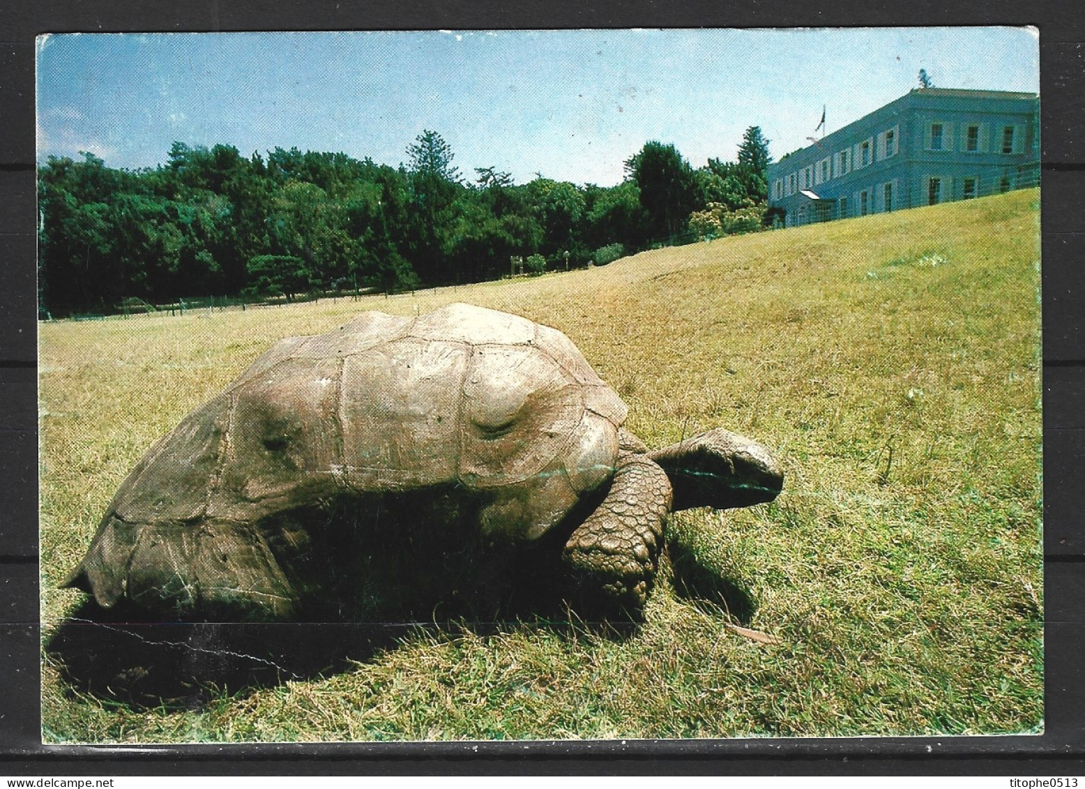 SAINTE-HELENE. Carte Postale écrite En 1982. Plantation House/Tortue. - Sant'Elena