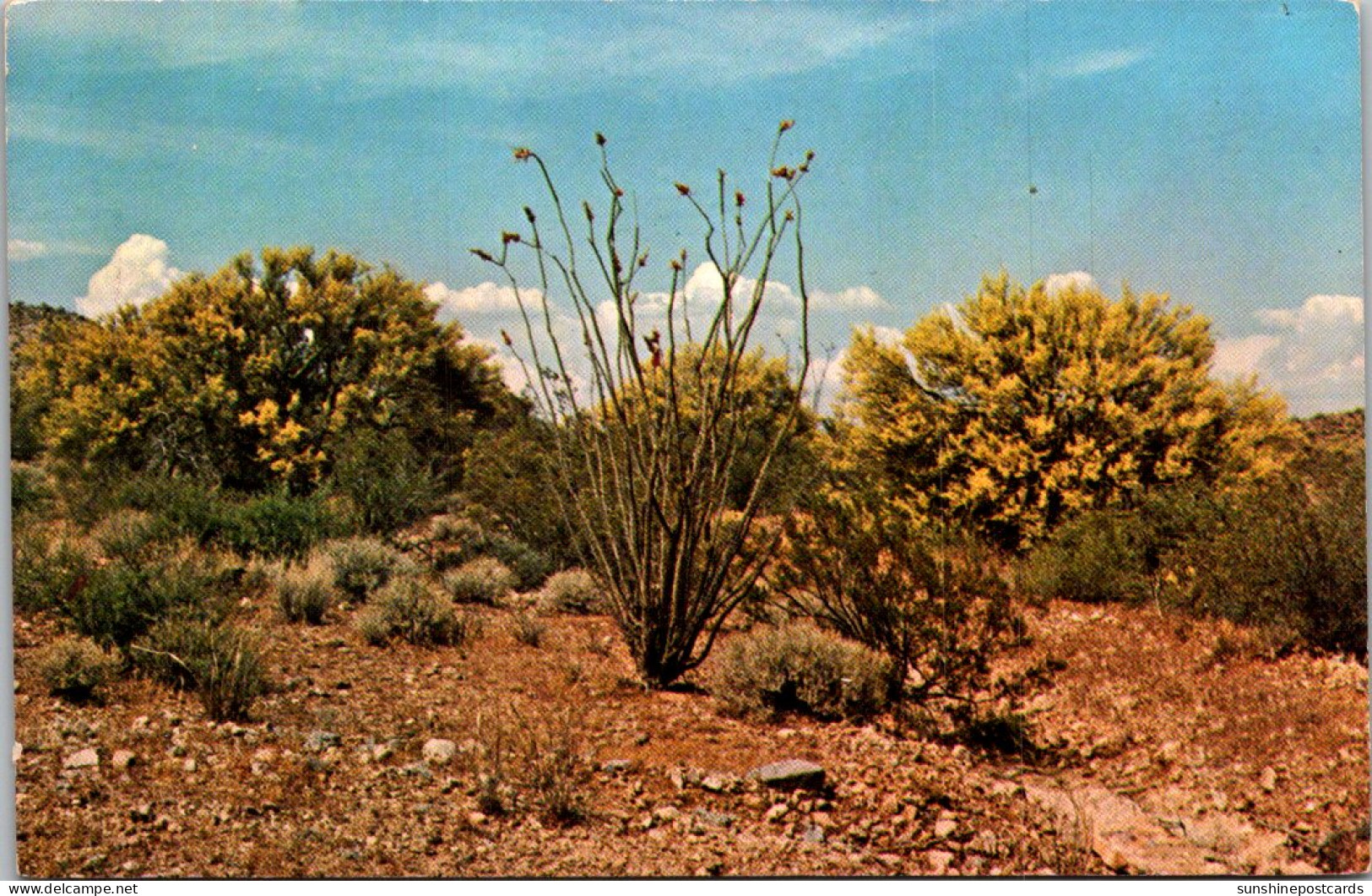 Cactus Palo Verde The State Tree Of Arizona And Ocotillo - Sukkulenten