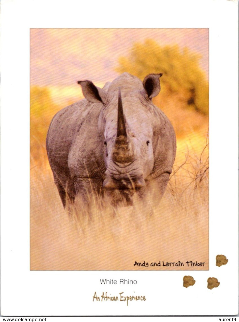 22-8-2023 (2 T 70) White Rhinoceros In Africa - Neushoorn