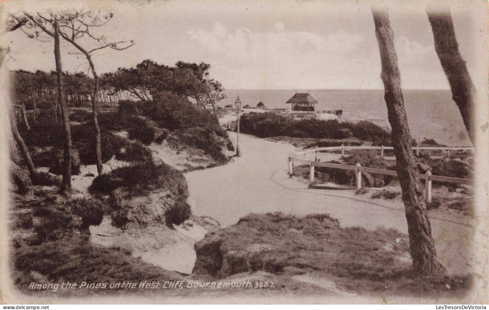 Angleterre - Bournemouth - Among The Pines On The West Cliff - Carte Postale Ancienne - Bournemouth (desde 1972)