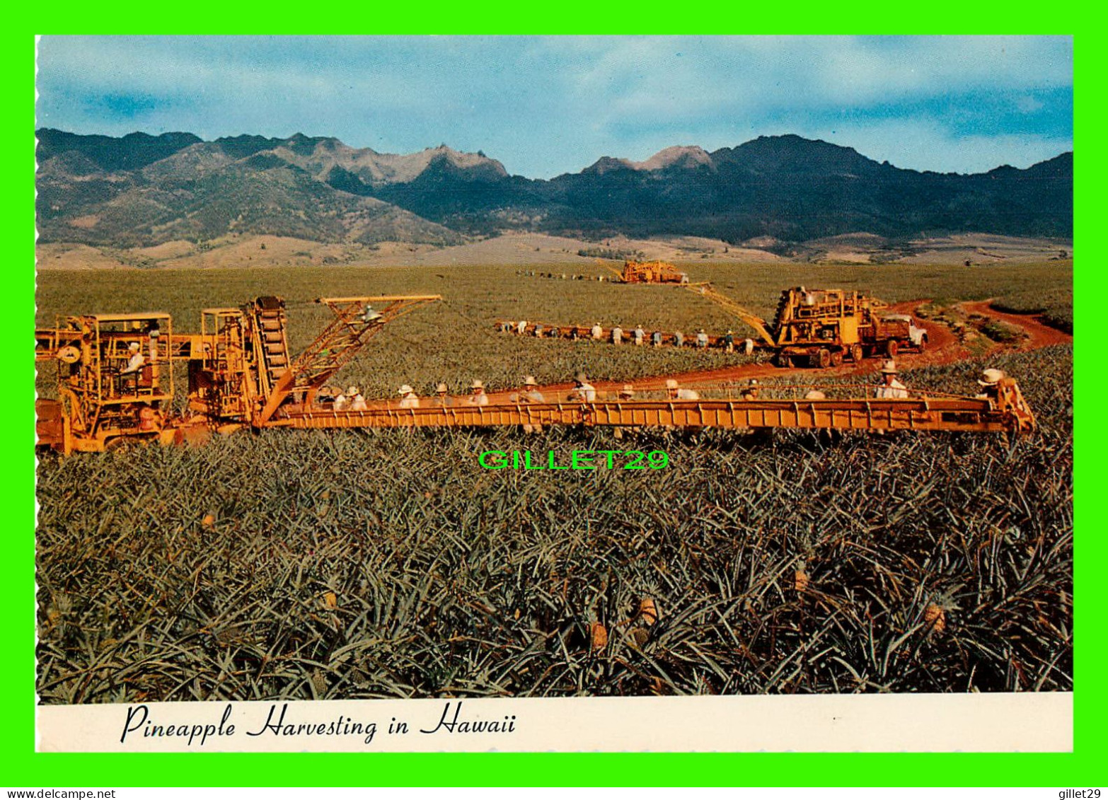 HAWAII - PINEAPPLE HARVESTING - LIBBY'S MACHINERY AND SKILLFUL PICKERS LABOR - H. S. CROCKER CO INC - - Honolulu