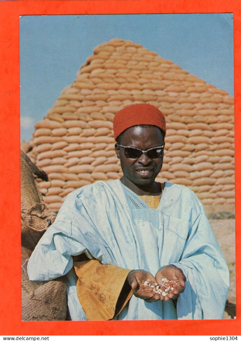 Pyramid Of Groundnut Sacks KANO - Africa