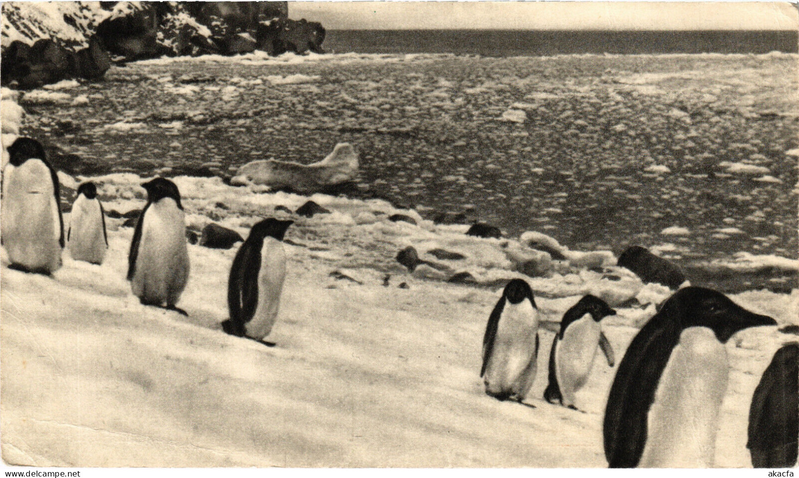 PC ILES FALKLAND, PINGUINS, Vintage Postcard (b48525) - Falkland Islands