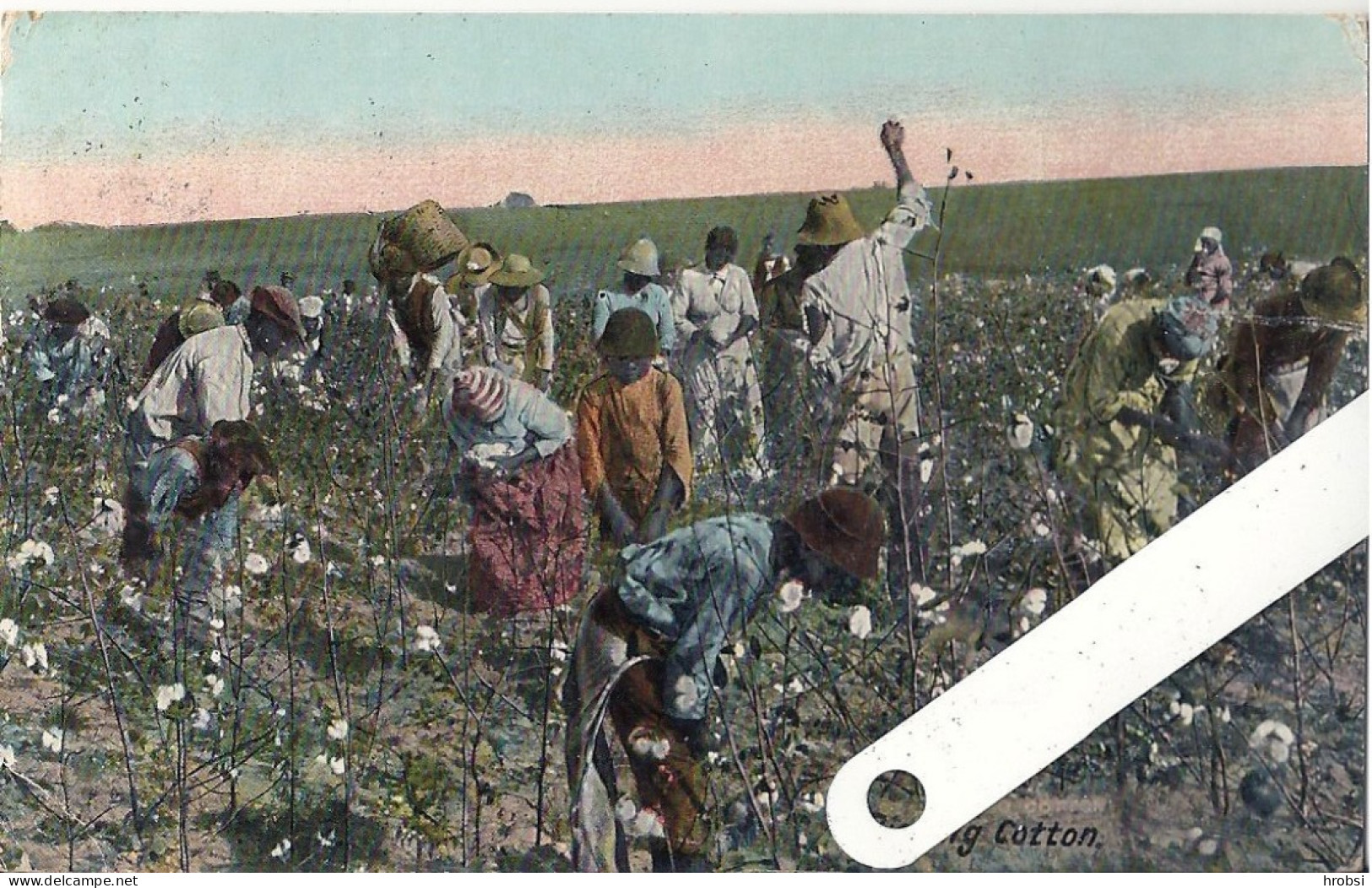 South Carolina, Summerville , Picking Cotton - Summerville