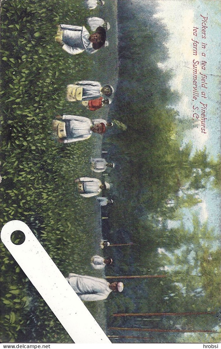 South Carolina, Summerville , Pickers In A Tea Field At Pinehurst - Summerville