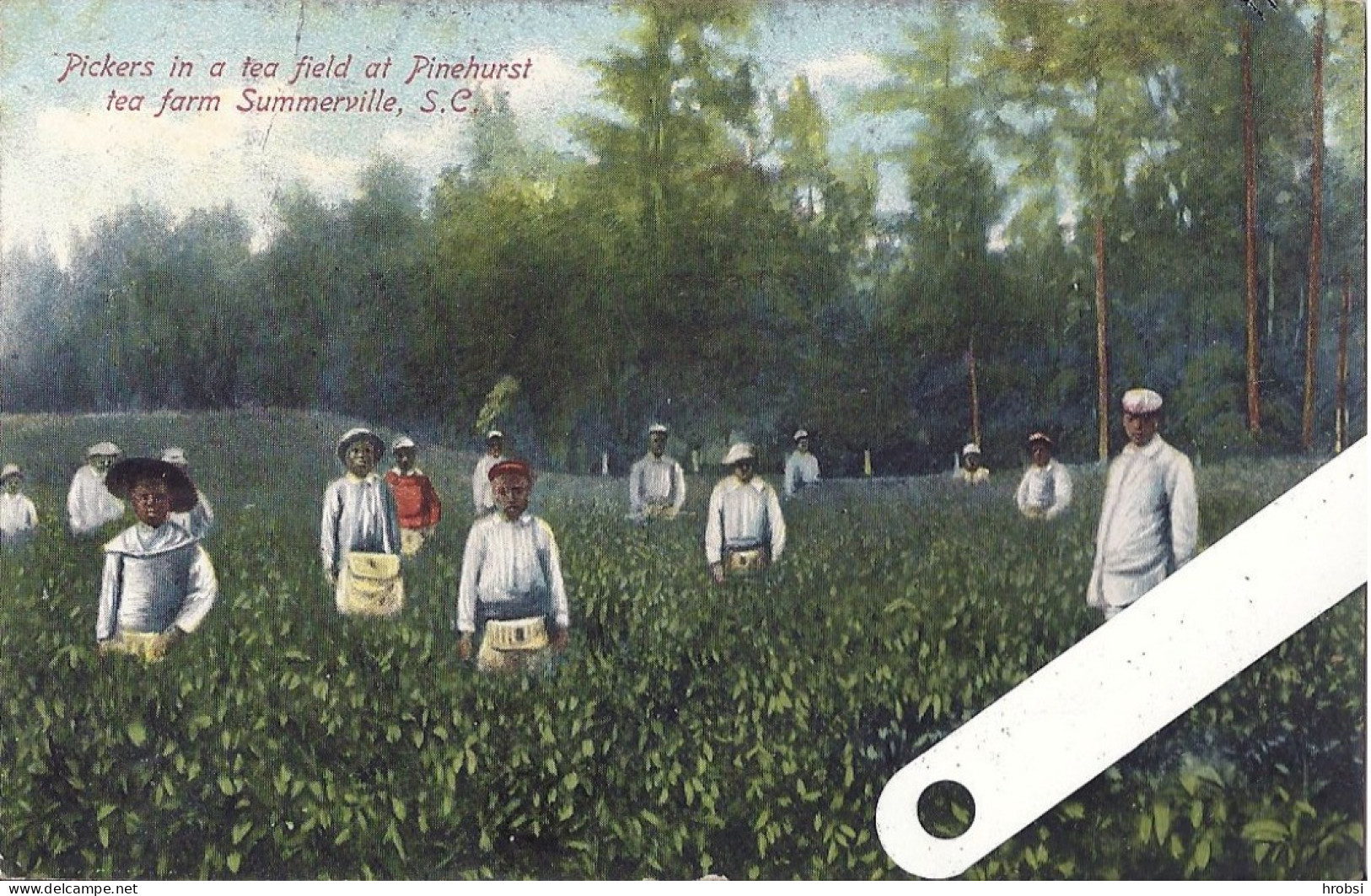 South Carolina, Summerville , Pickers In A Tea Field At Pinehurst - Summerville