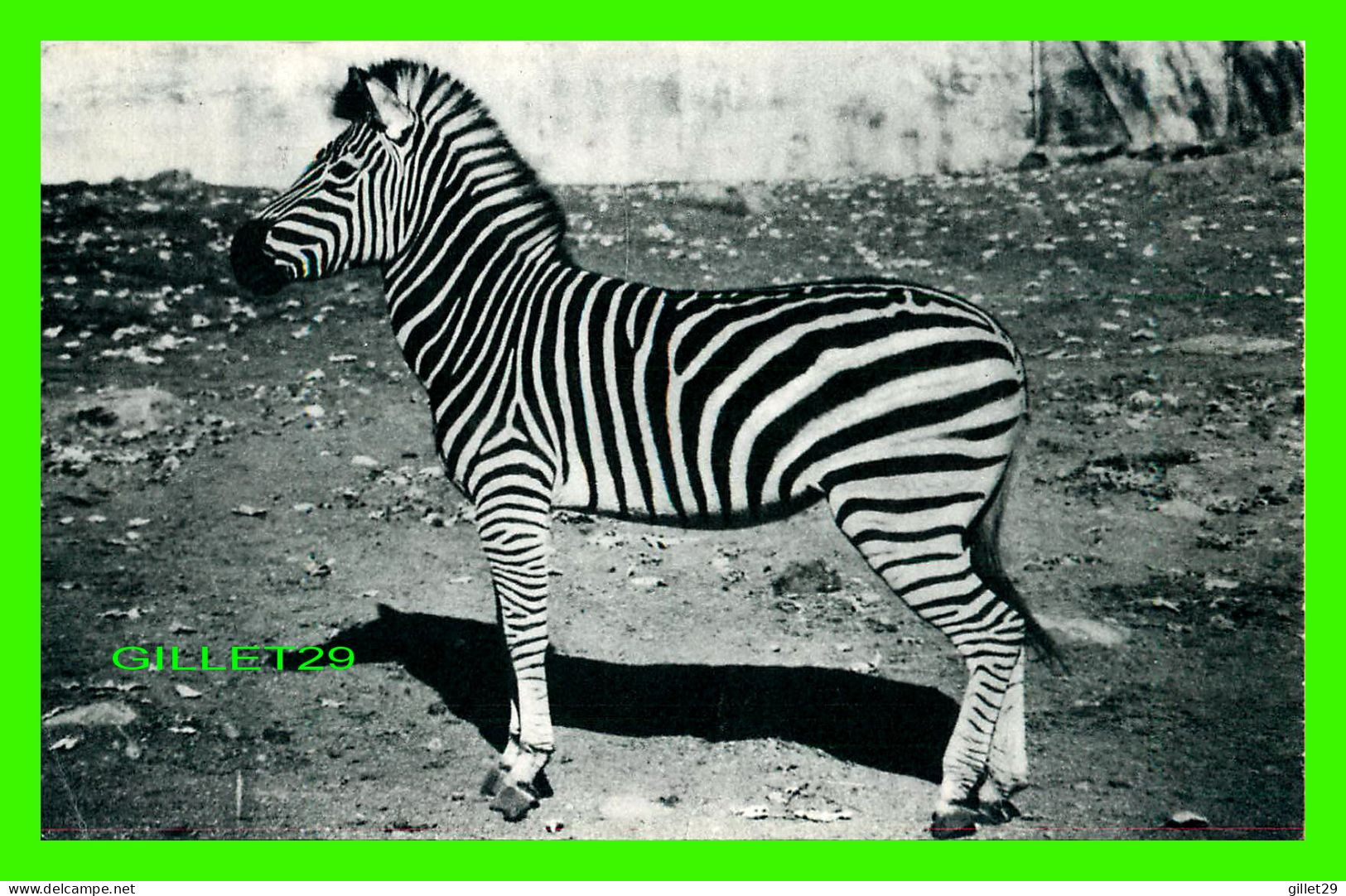 ZÈBRES - LA SOCIÉTÉ ZOOLOGIQUE DE QUÉBEC INC, ORSAINVILLE - ZÈBRE DE CHAPMAN - CIRCULÉE EN 1964 - HÉLIOGRAVURE  MARAIS - Zebras