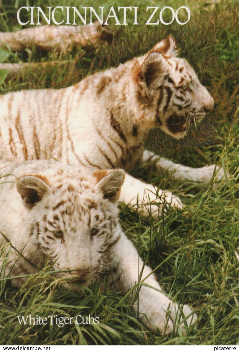 White Tiger Cubs - Cincinnati Zoo - Ohio - Photo By Sarge Marsh - Cincinnati