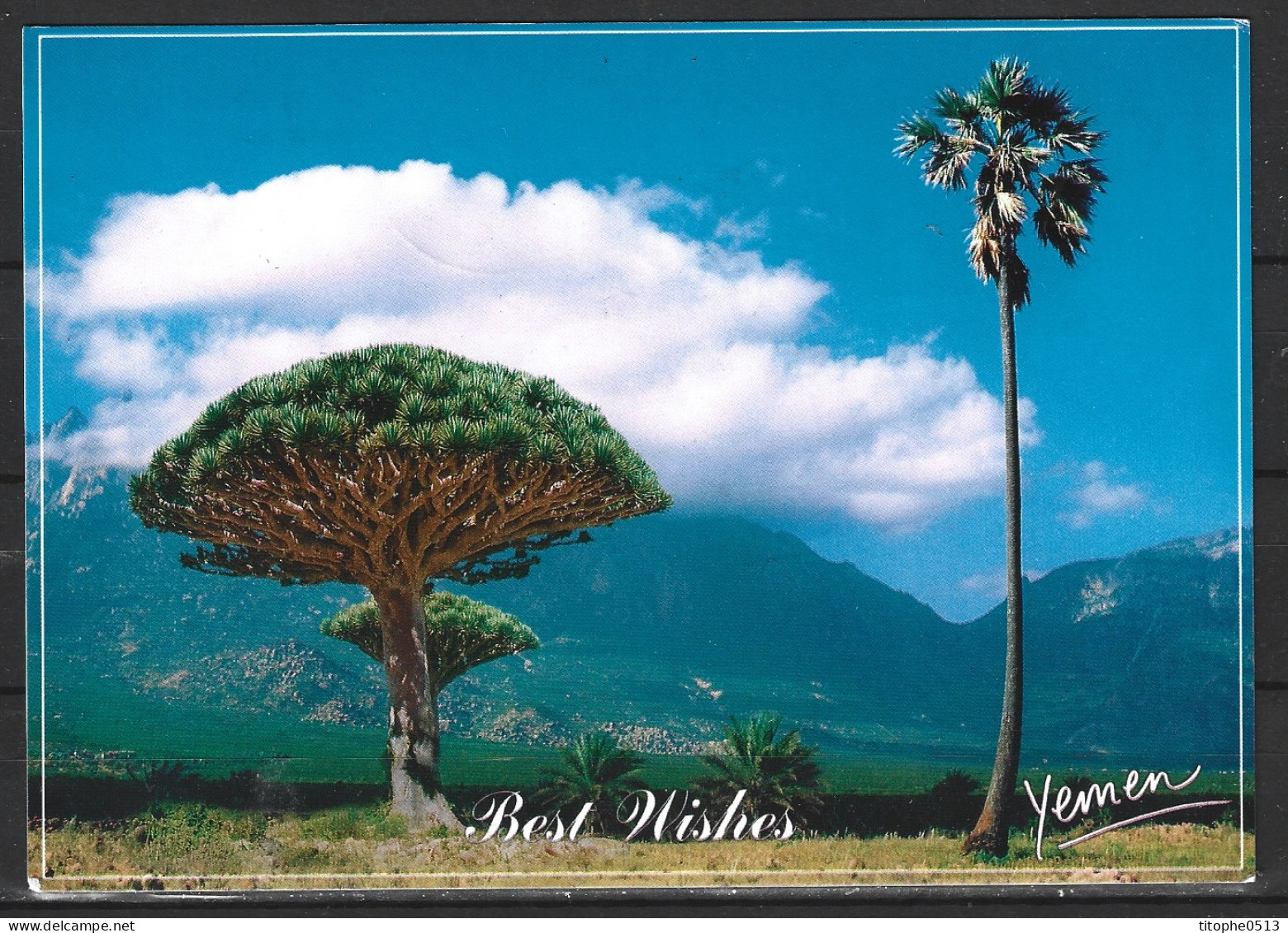 YEMEN. Carte Postale Ayant Circulé En 2005. Socotra Island. - Yémen