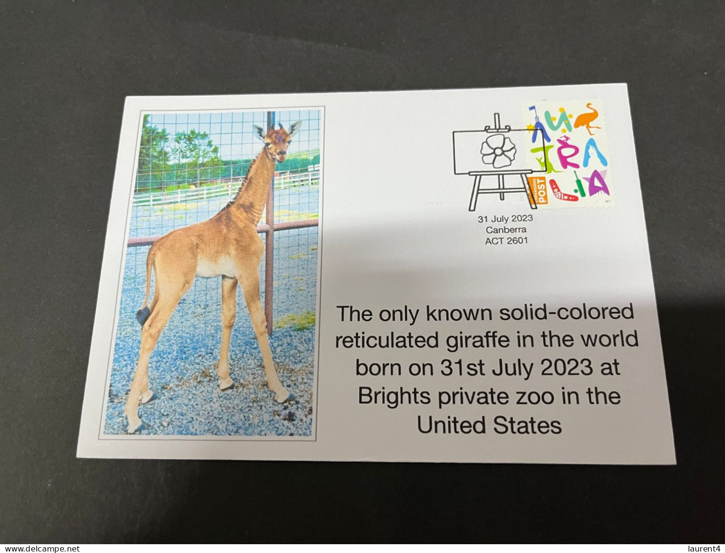 25-8-2023 (3 S 11) US Brighs Private Zoo Report The Birth Of Solid-colored Reticulated Giraffe On 31-7-2023 - Giraffes