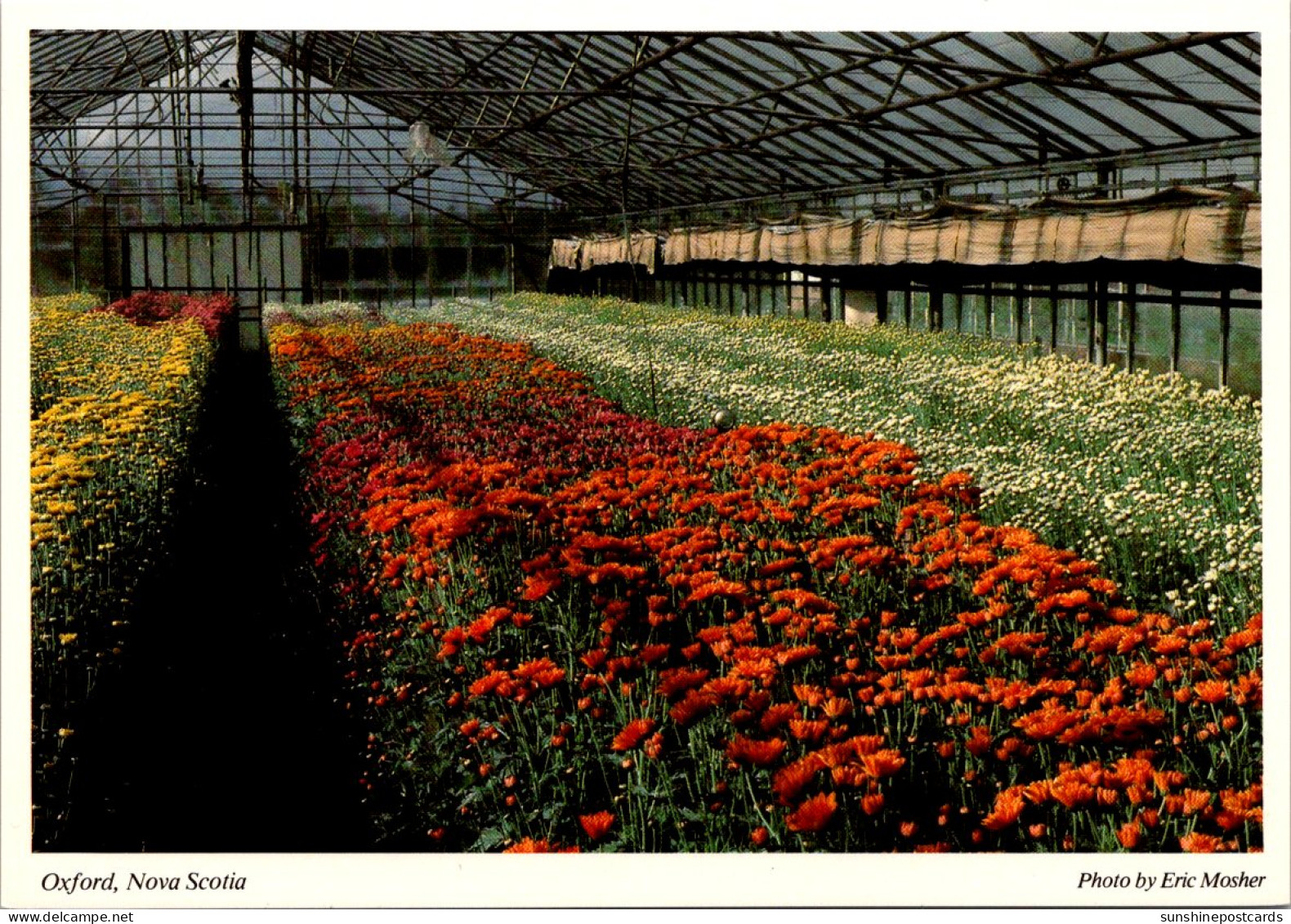 Canada Nova Scotia Oxford Greenhouse - Andere & Zonder Classificatie