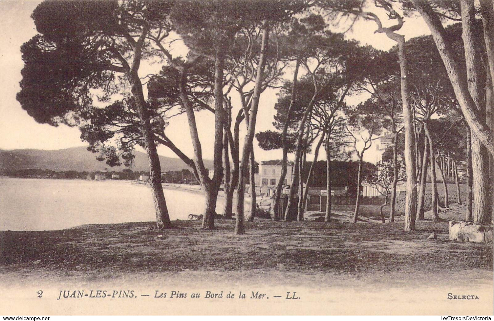 FRANCE - 06 - Antibes - Juan-les-Pins - Les Pins Au Bord De La Mer - Carte Postale Ancienne - Juan-les-Pins