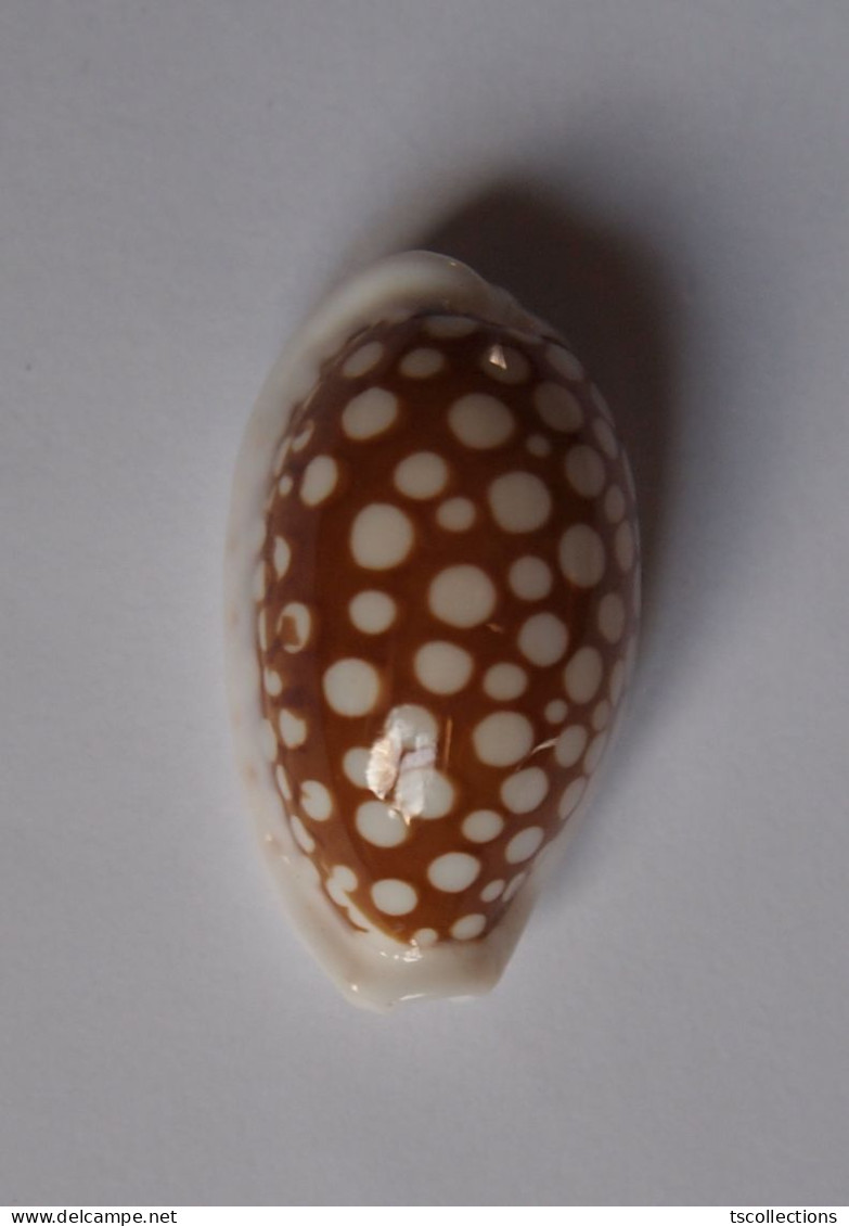 Cypraea Cribraria - Seashells & Snail-shells