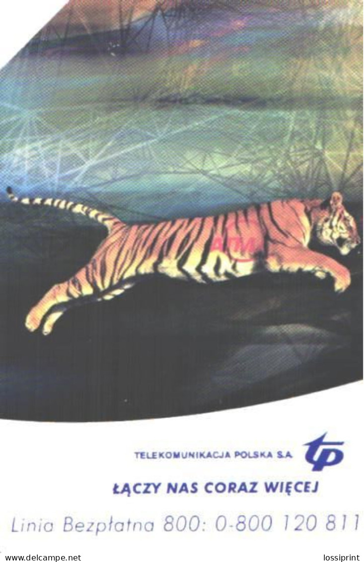 Poland:Used Phonecard, Telekomunikacja Polska S.A., 25 Units, Tiger - Oerwoud