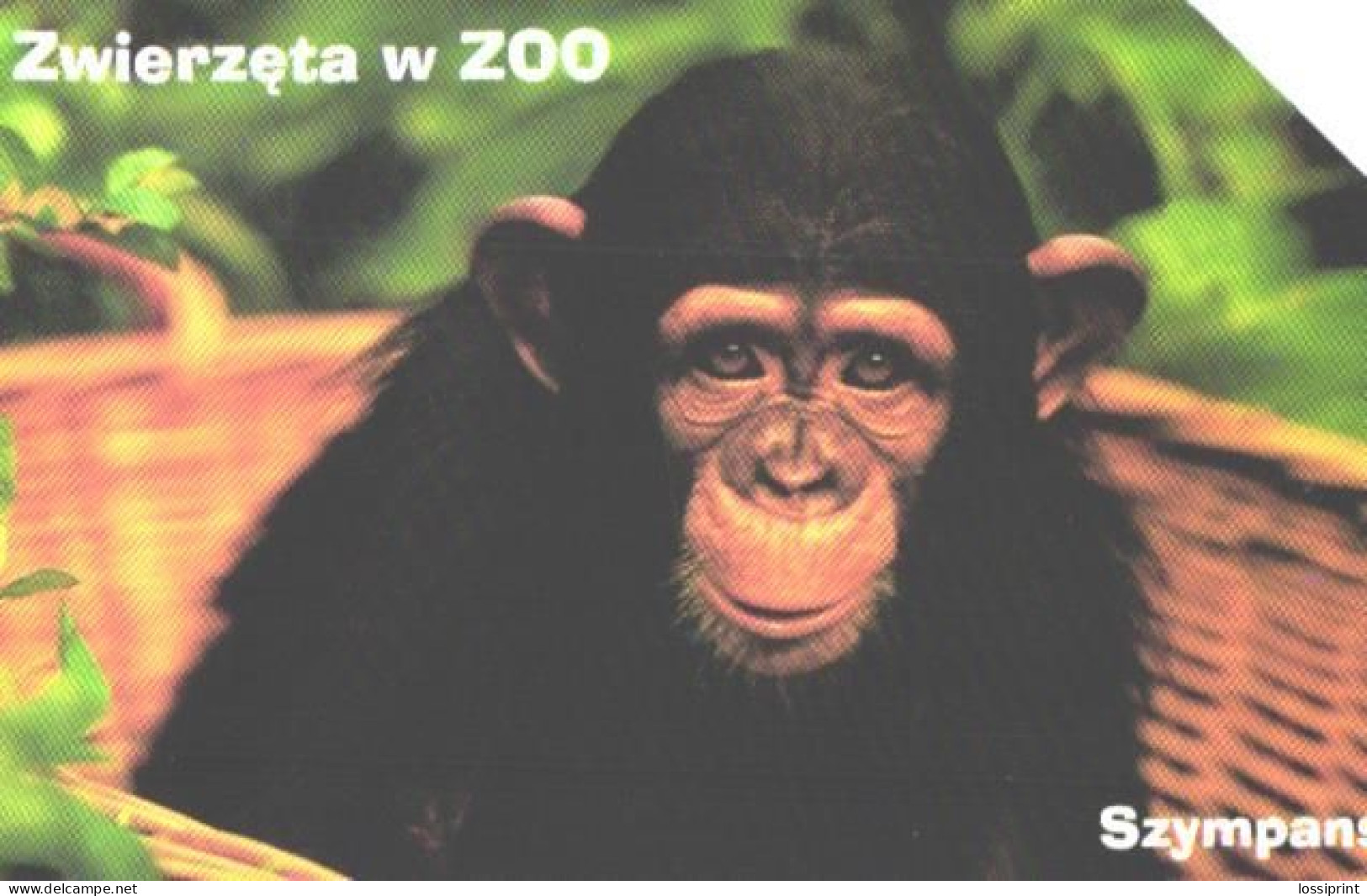 Poland:Used Phonecard, Telekomunikacja Polska S.A., 25 Units, Ape, Monkey, Chimapnzee - Giungla