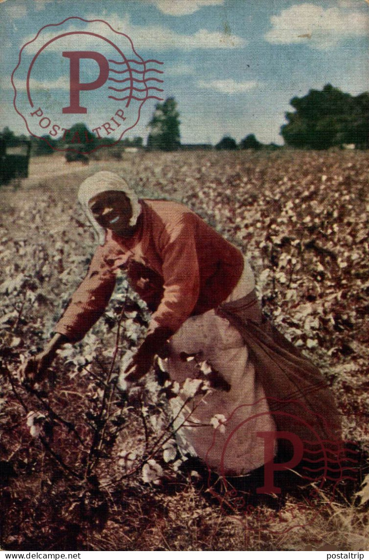 CAROLINA COTTON PICKER  Afro Americana Coleccionblack - Black Americana