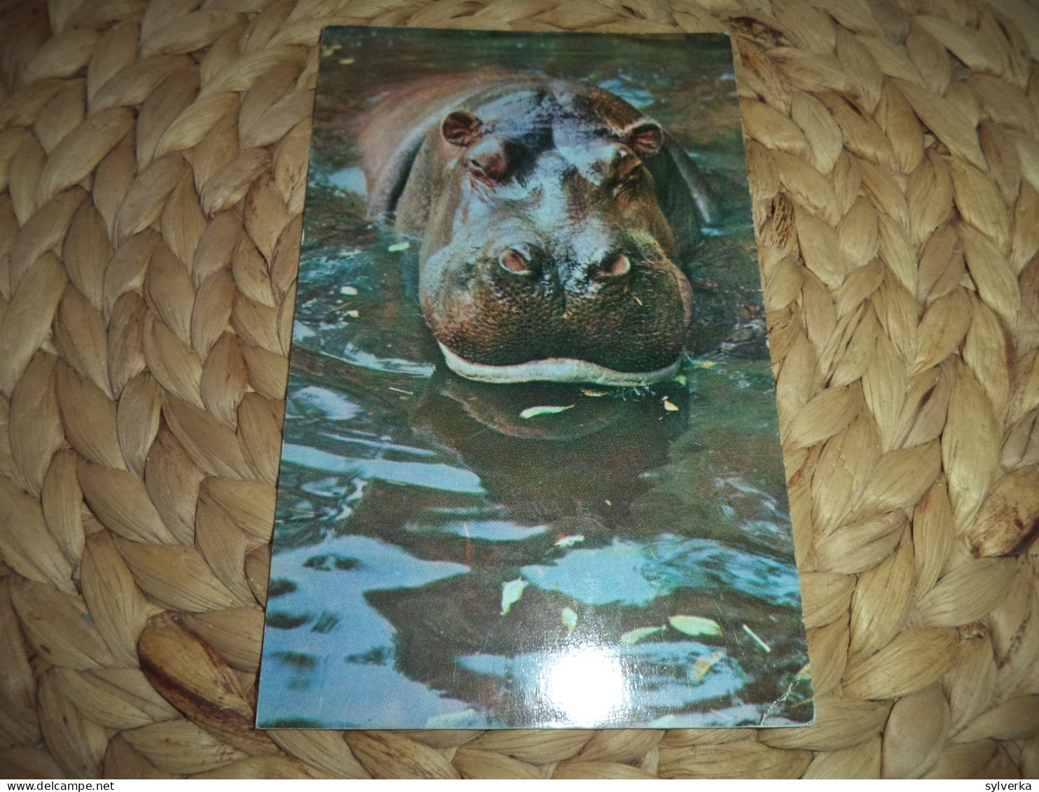 Postkarte Postcard Hippo - Hippopotamuses