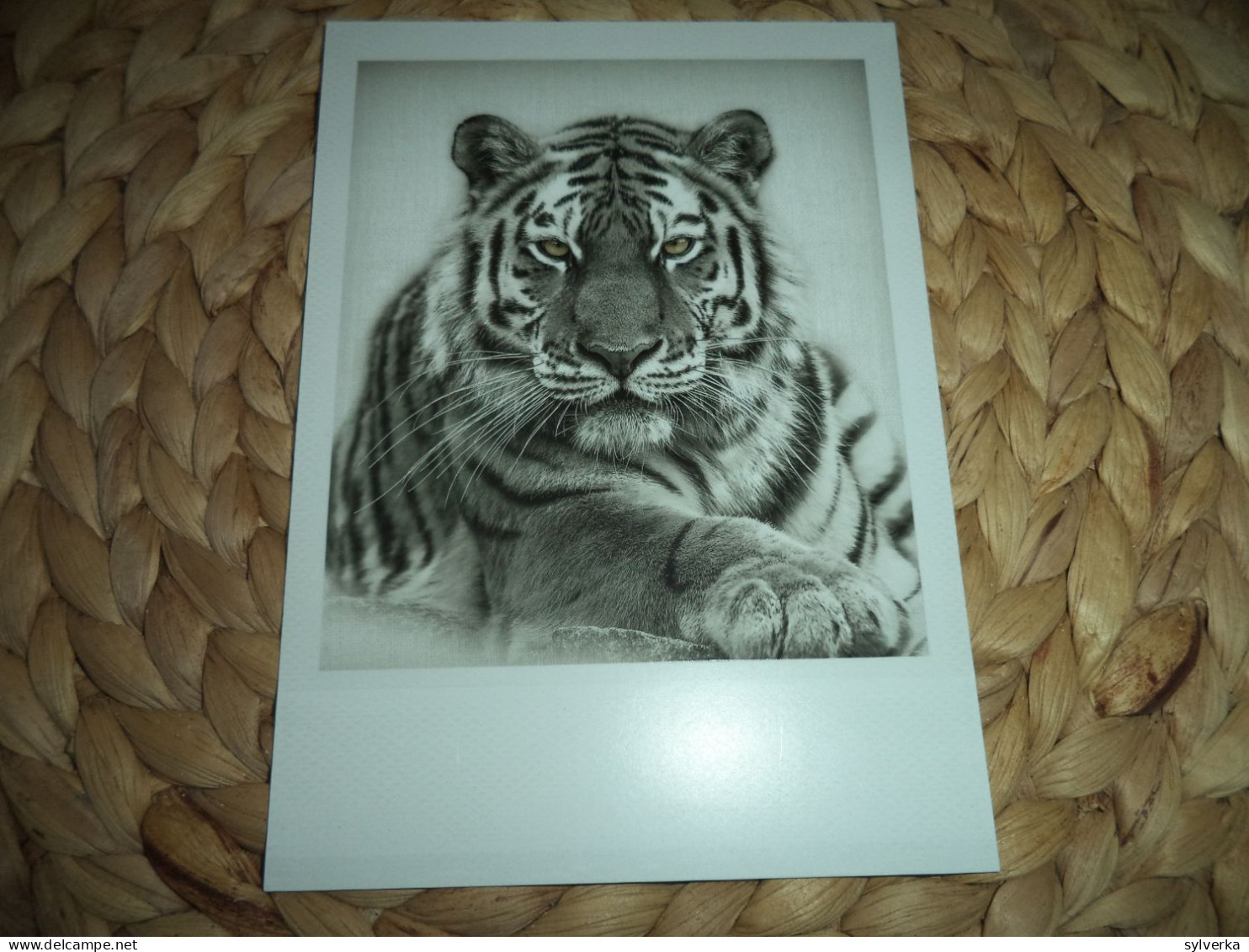 Tiger Postkarte Postcard - Tigres