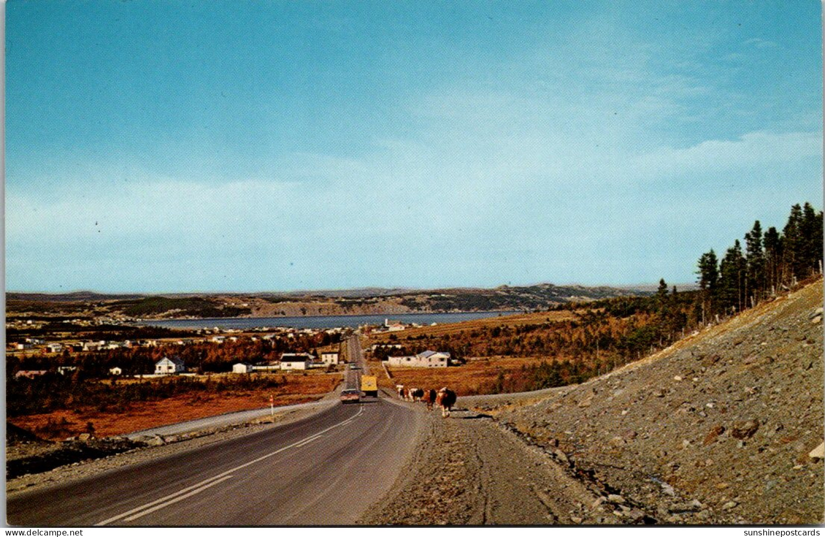 Canada Newfoundland Conception Bay Peninsula Cows Strolling Up #3 Highway At South River - Altri & Non Classificati