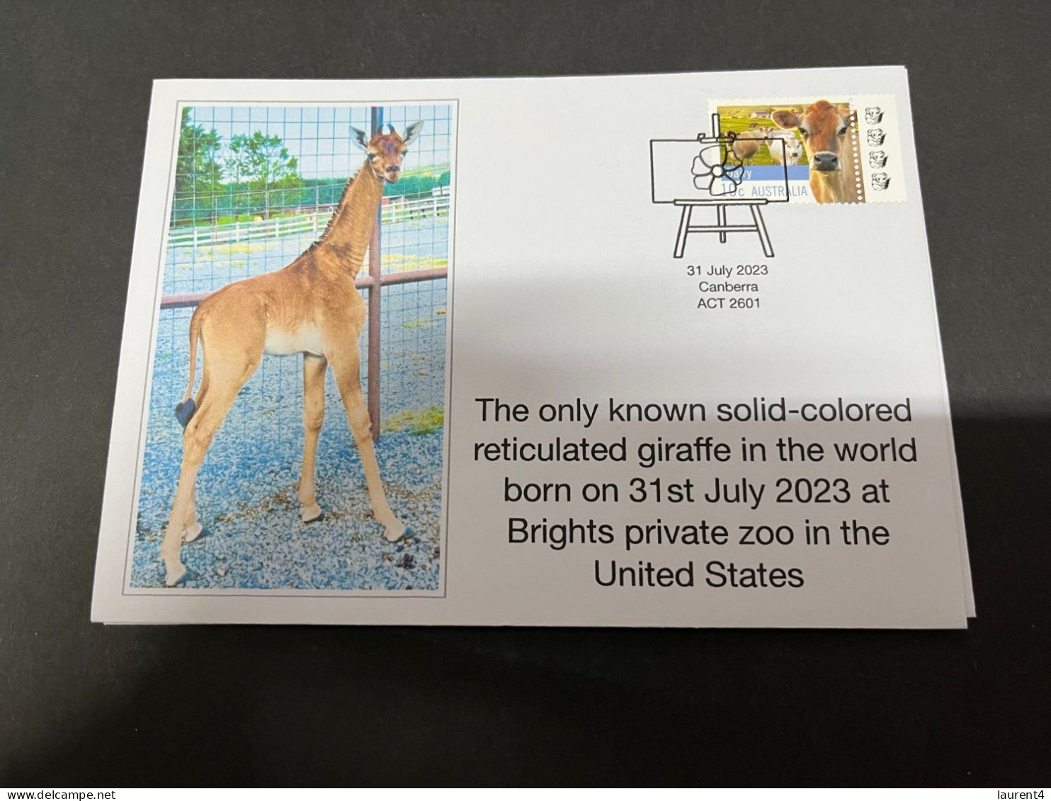 25-8-2023 (3 S 11) US Brighs Private Zoo Report The Birth Of Solid-colored Reticulated Giraffe On 31-7-2023 - Giraffes