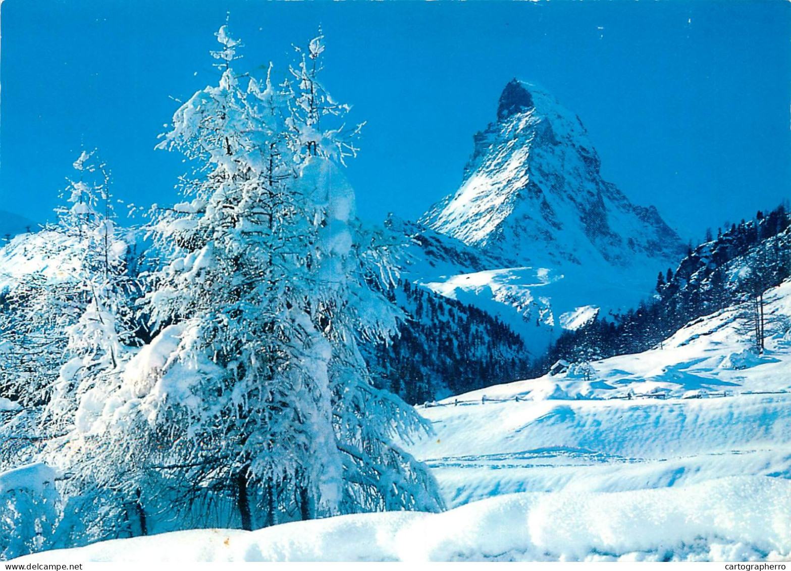 Switzerland Verschneite Larchen Bei Zermatt - Matterhorn & Mt Cervin - Matt