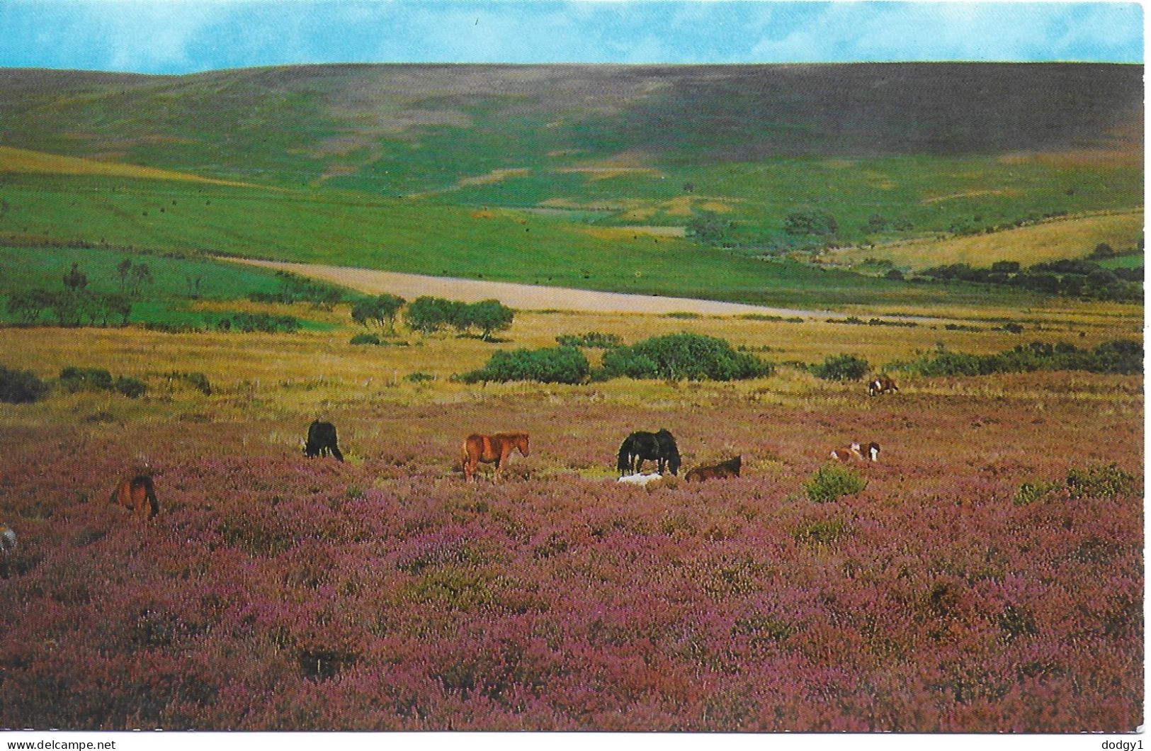 PANORAMA OF DARTMOOR, DEVON, ENGLAND. UNUSED POSTCARD   Wt4 - Dartmoor