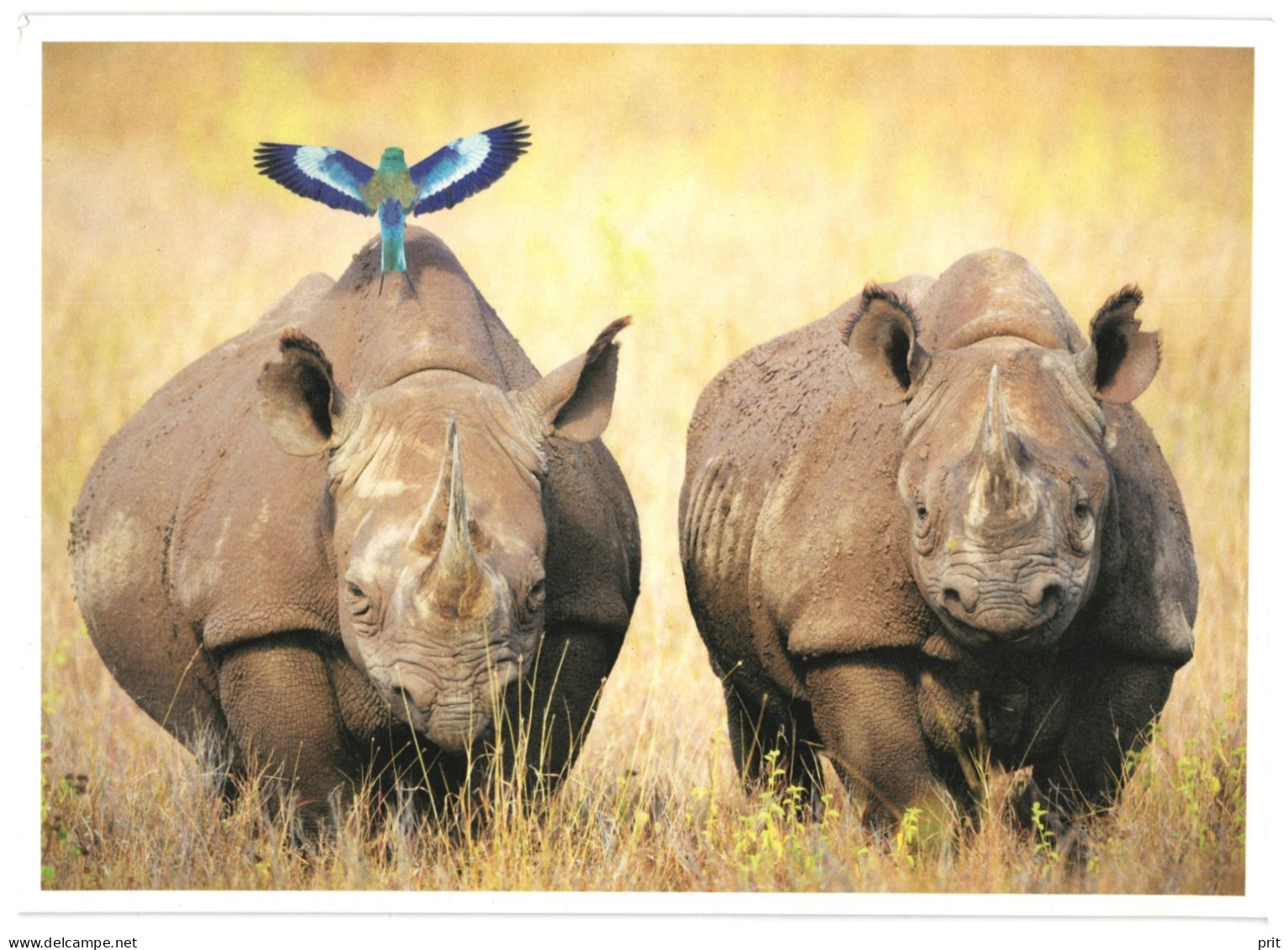 Black Rhinoceros, Unused WWF Large Postcard. Publisher World Wide Fund For Nature, Switzerland Photo: Martin Harvey - Rhinocéros