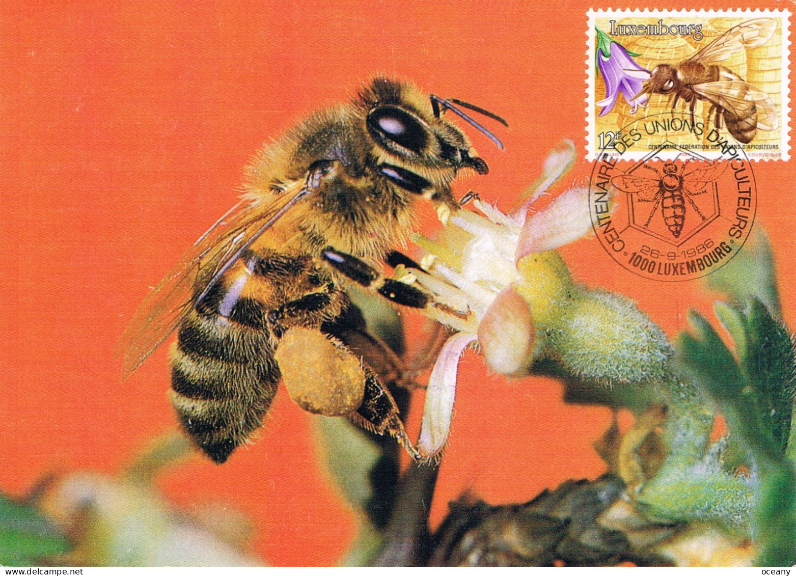 Luxembourg - Centenaire De La Fédération Des Unions D'apiculteurs Du Luxembourg CM 1099 (année 1986) - Cartes Maximum