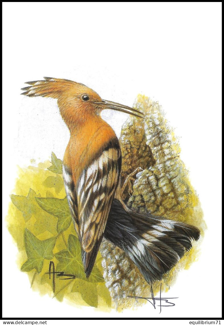 CM / MK** - 3200 - BUZIN - Huppe Fasciée / Hop Vogel / Wiedehopf / Hoopoe / Upupa Epops - SIGNÉ / GETEKEND - Piciformes (pájaros Carpinteros)