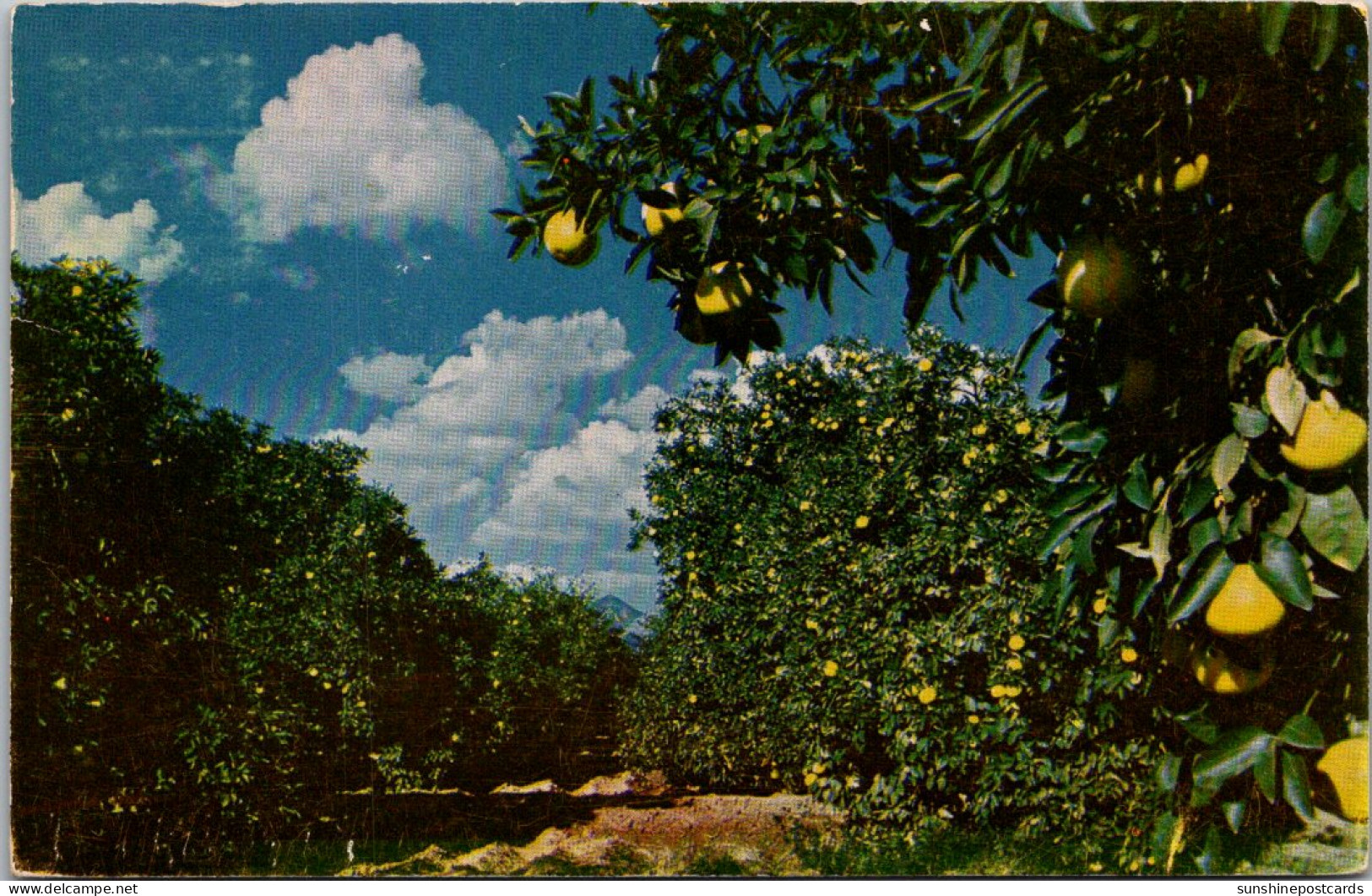 Arizona Citrus Grove 1951 - Autres & Non Classés