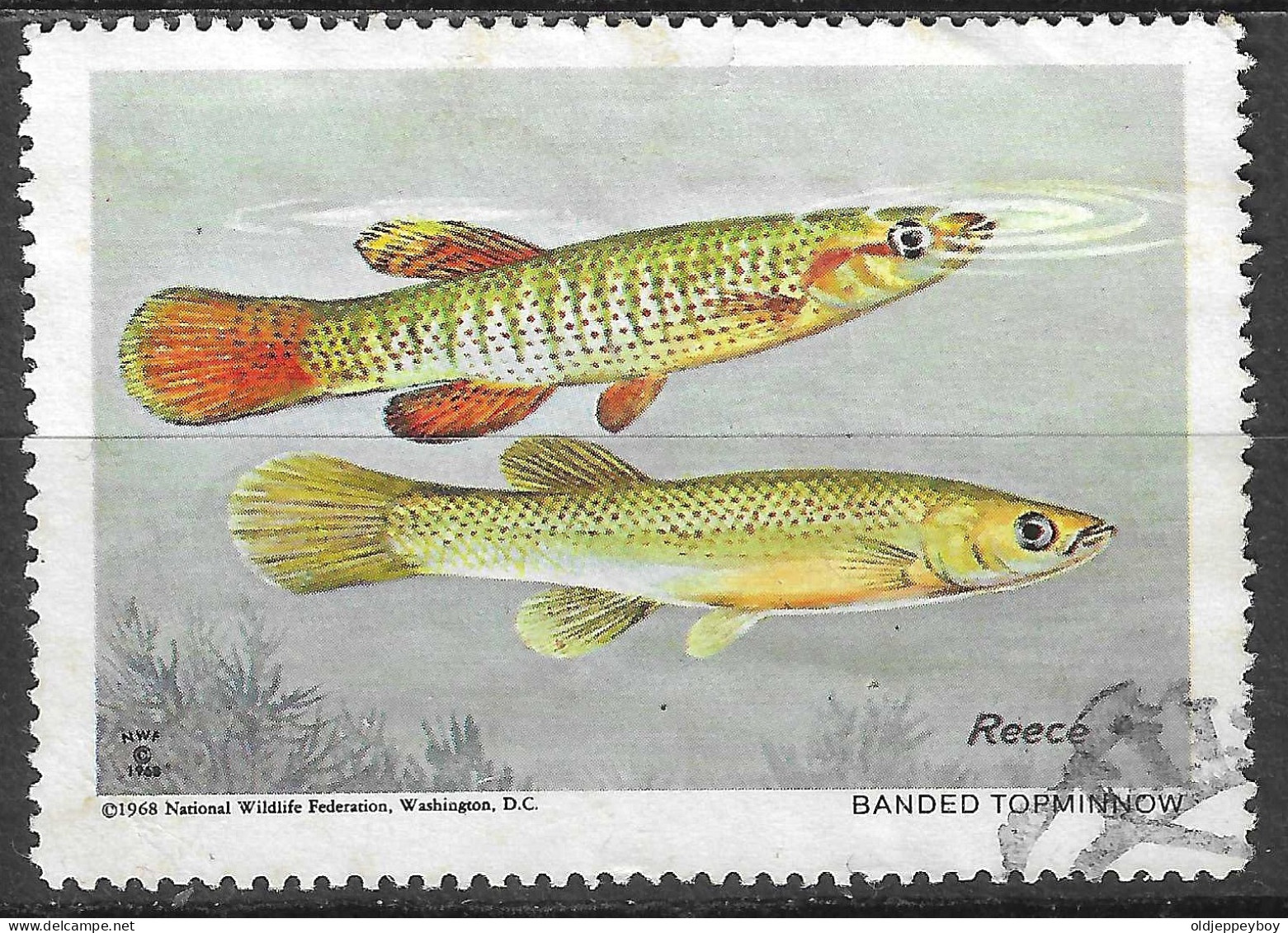 WILDLIFE FEDERATION WASHINGTON BANDED TOPMINNOW 1968  VIGNETTE Reklamemarke CINDERELLA Erinnophilie - Erinnofilia