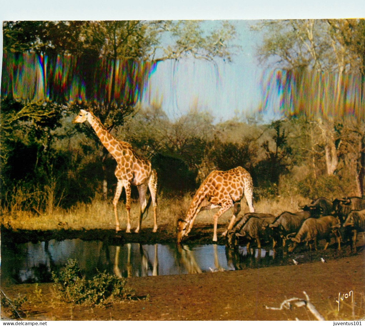 CPSM Girafes Se Désaltérant    L2360 - Giraffes