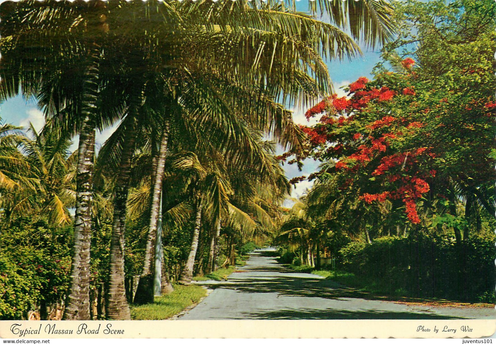 CPSM Typical Nassau Road Scene-Bahamas-Beau Timbre       L2360 - Bahamas