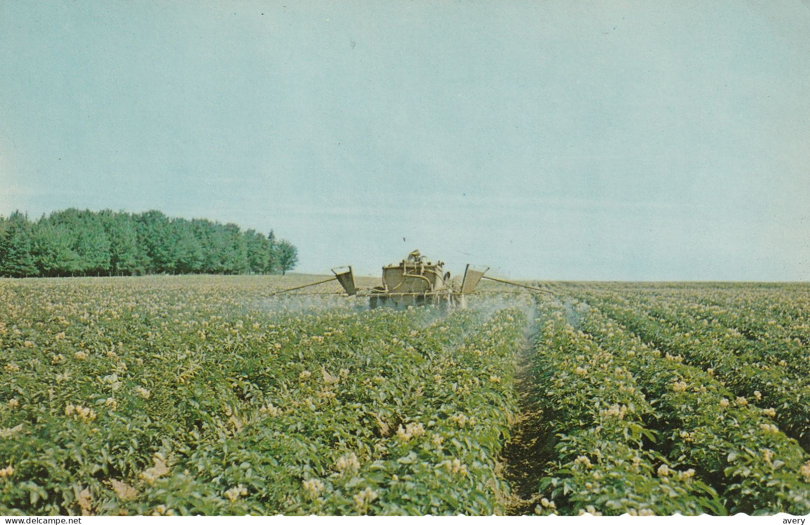 Potatoes In Bloom, And Spraying In The Upper Saint John River Valley, New Brunswick - Other & Unclassified