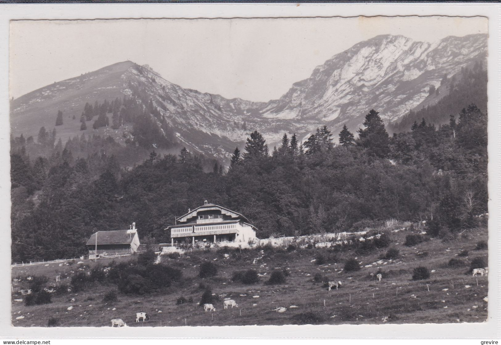 Les Sciernes D'Albeuve, Le Thabor, Vaches. Carte-photo - Albeuve