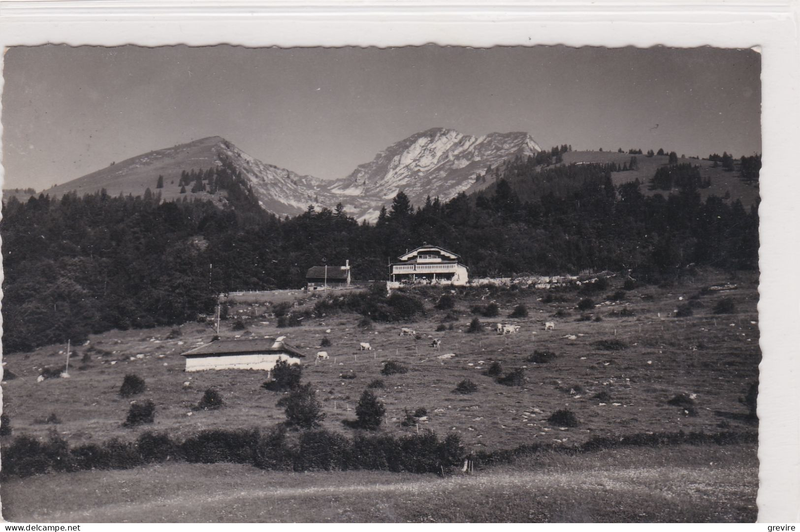 Les Sciernes D'Albeuve, Le Thabor + Chalet D'alpage, Vaches - Albeuve