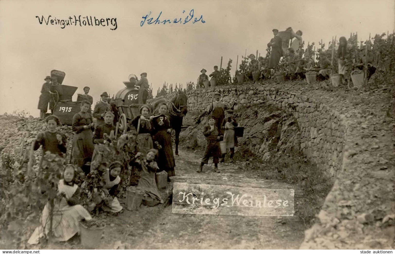 Wein Weingut Höllberg Kriegs-Weinlese 1915 Foto-AK I-II Vigne - Sonstige & Ohne Zuordnung